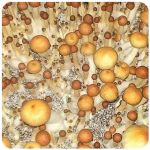Псилоцибиновые (галлюциногенные)  грибы Psilocybin "Golden Teacher" в Лисках