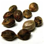 Семена марихуаны АК-47  (Seeds AK-47) в Лисках